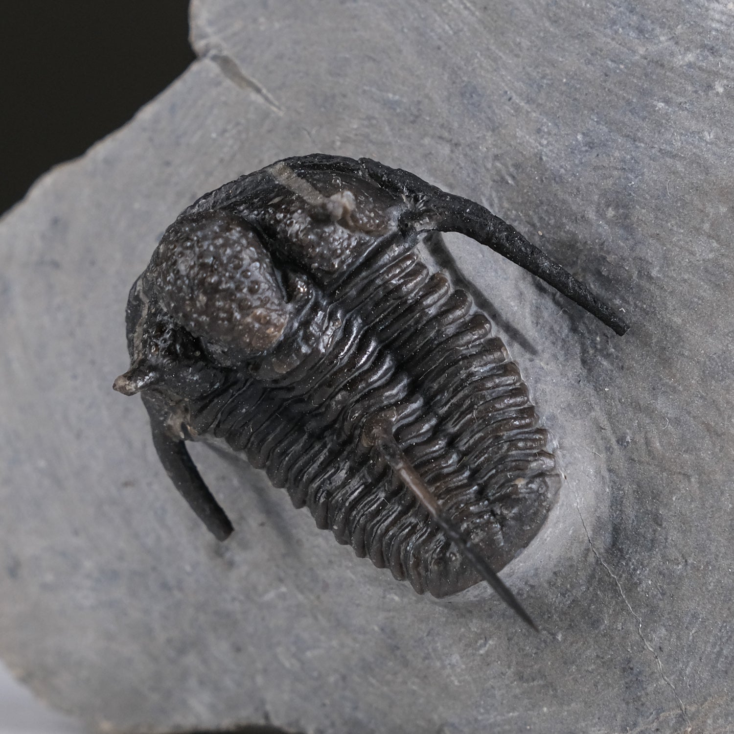 Ceratarges armatus Trilobite from Morocco (186 grams)