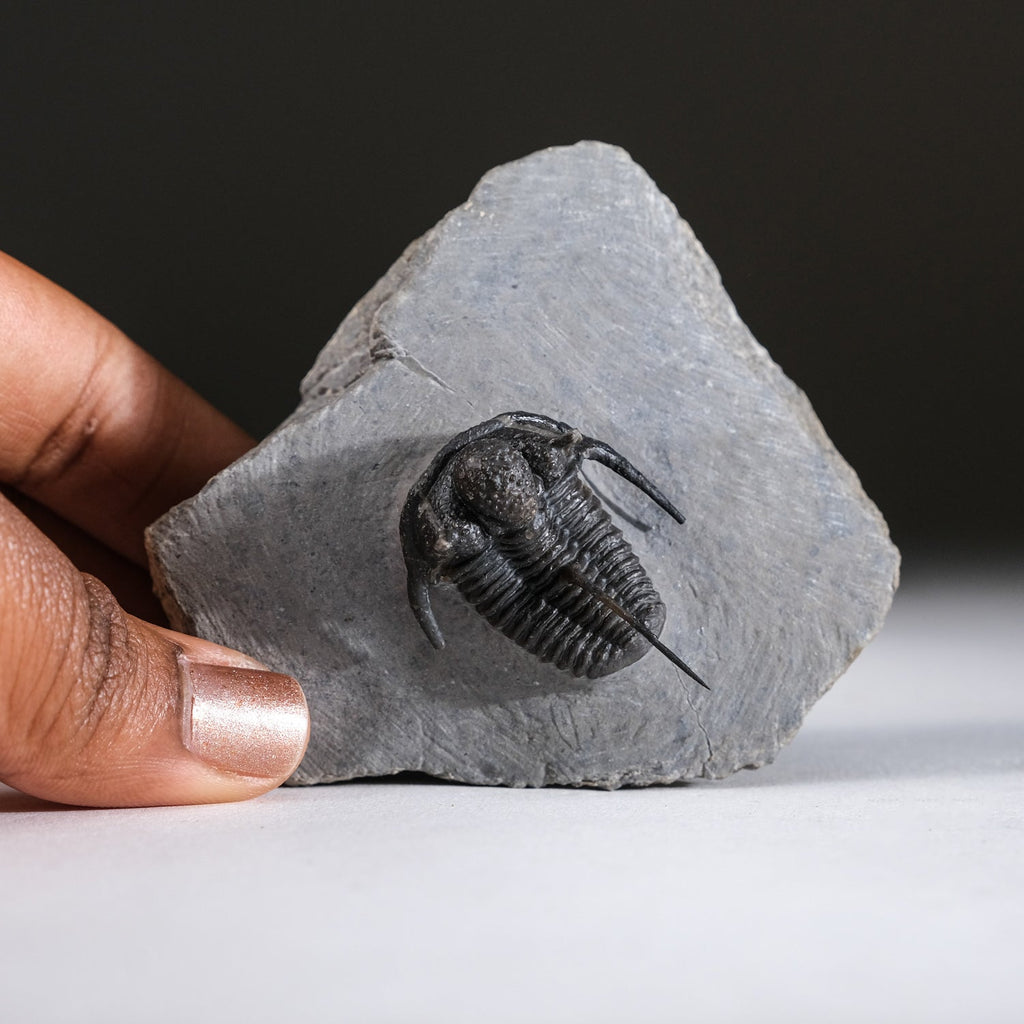 Ceratarges armatus Trilobite from Morocco (186 grams)