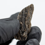 Darwin Glass