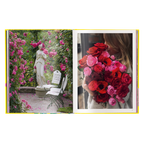 Floramour: Roses / Rosen