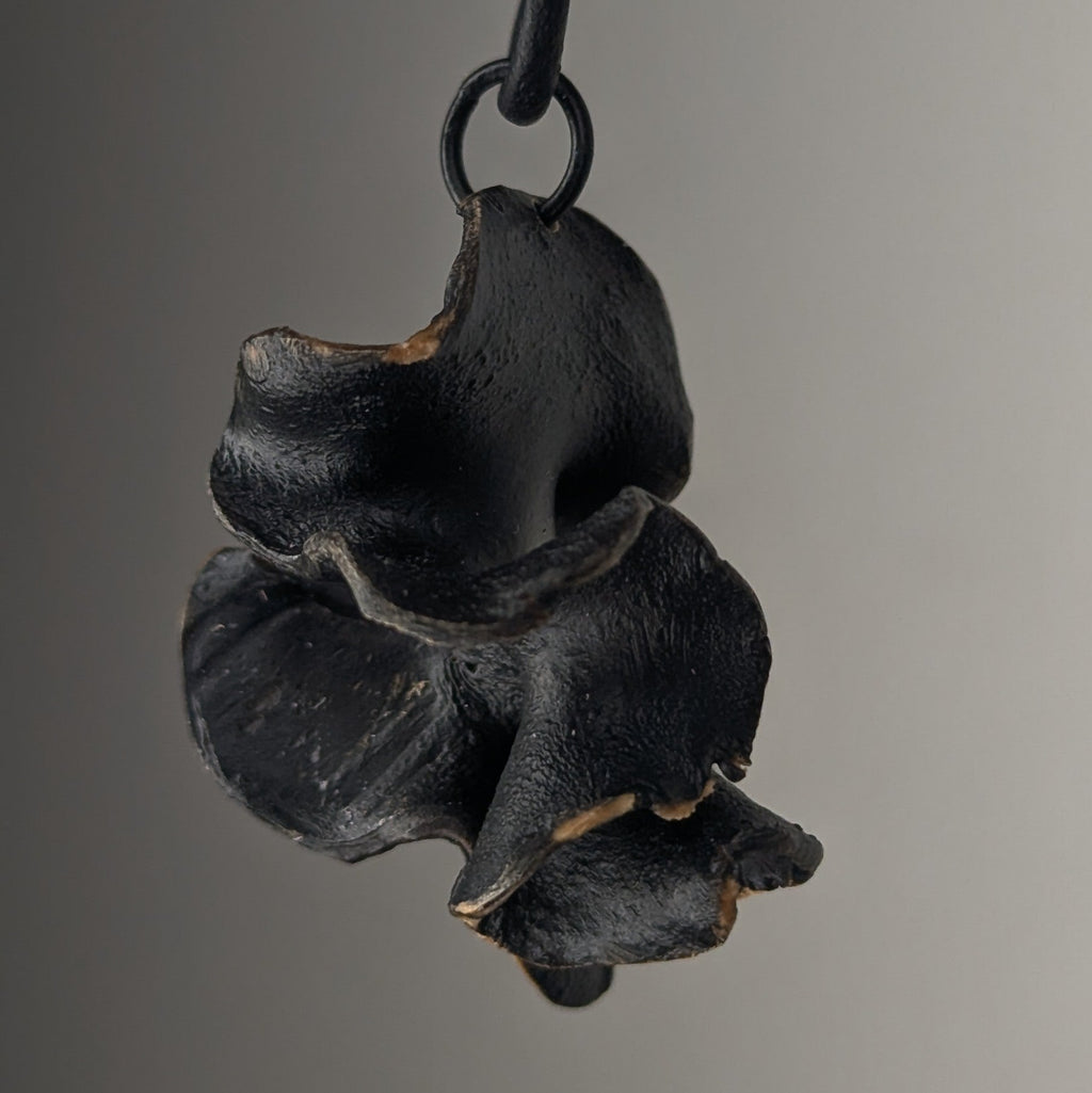 Fucalophrys