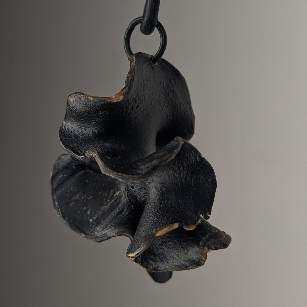 Fucalophrys