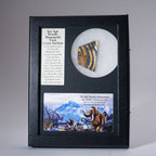 Genuine Woolly Mammoth Tusk in Display Box