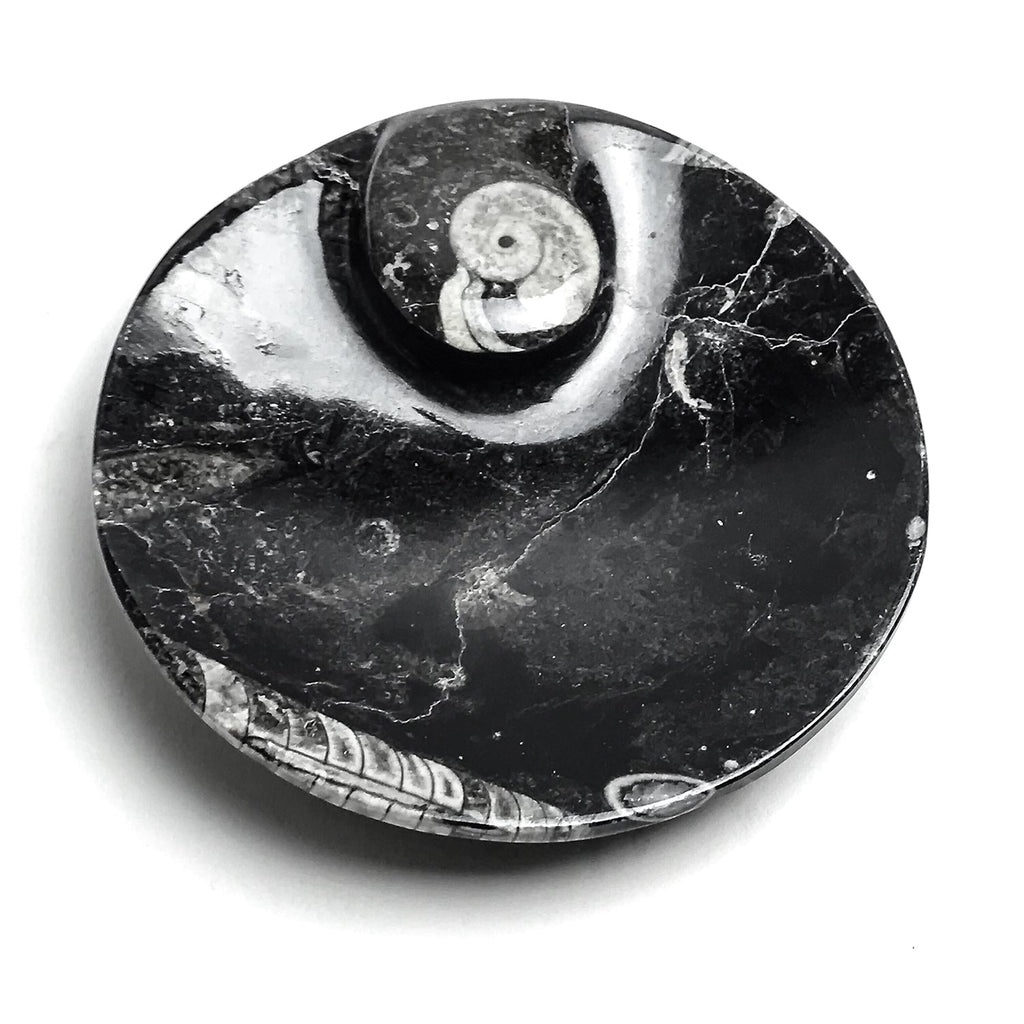 Polished Ammonite and Orthoceras Fossil Round Plate (Small)
