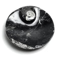 Polished Ammonite and Orthoceras Fossil Round Plate (Small)