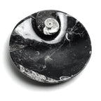 Polished Ammonite and Orthoceras Fossil Round Plate (Small)