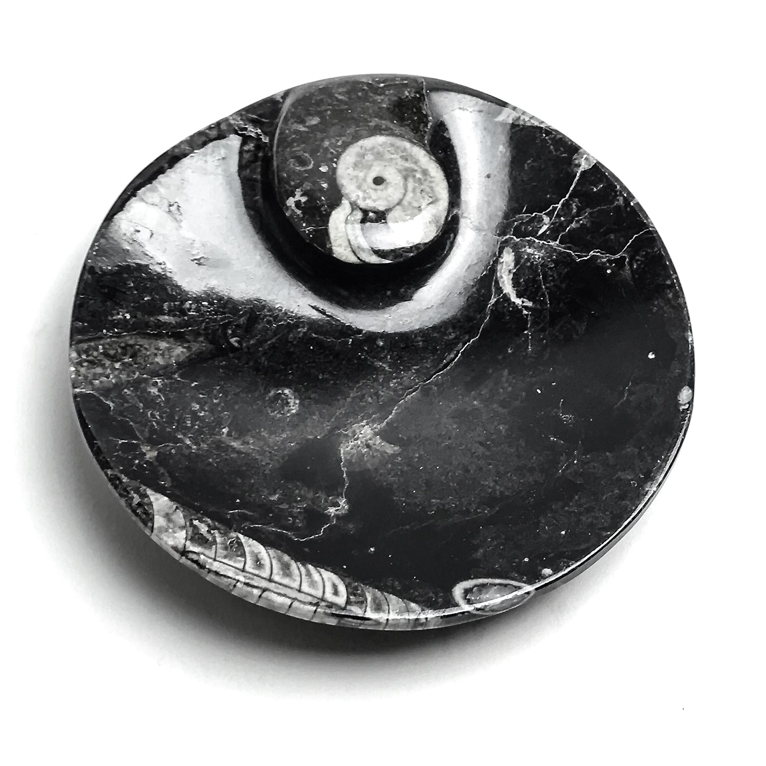 Polished Ammonite and Orthoceras Fossil Round Plate (Small)