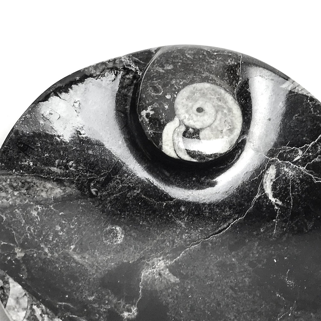 Polished Ammonite and Orthoceras Fossil Round Plate (Small)
