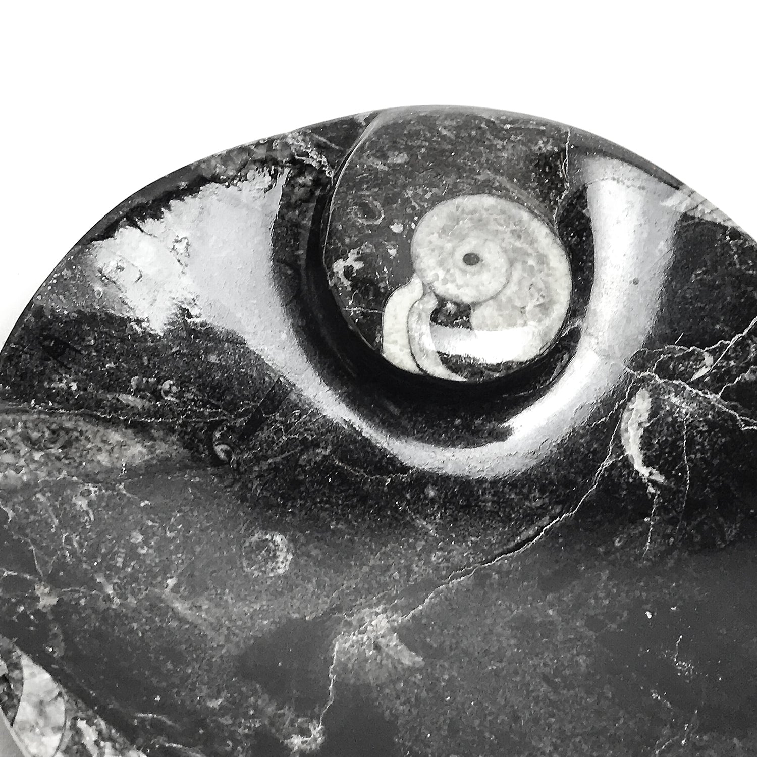 Polished Ammonite and Orthoceras Fossil Round Plate (Small)