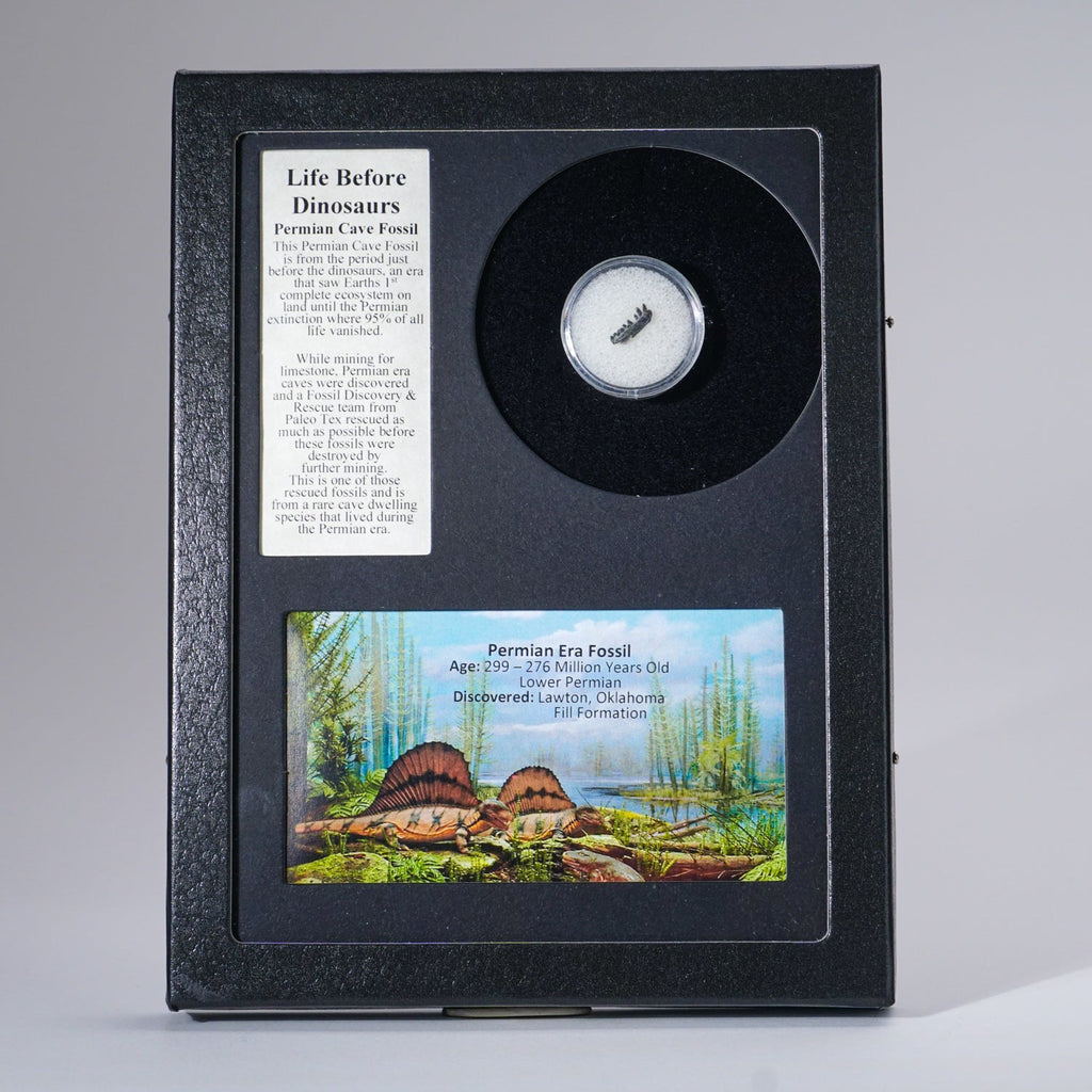 Permian Cave Fossil (Life Before Dinosaur) in Display Box
