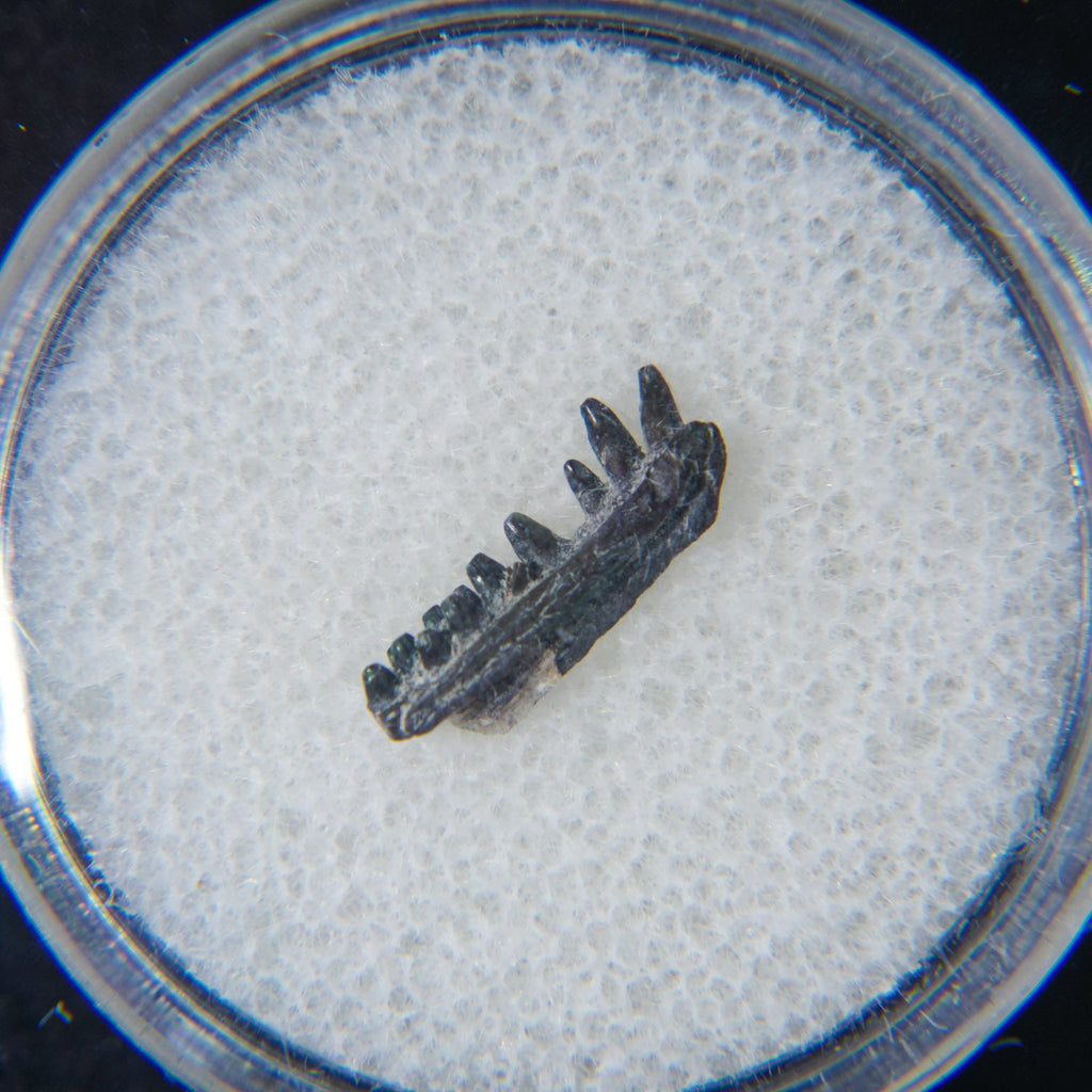 Permian Cave Fossil (Life Before Dinosaur) in Display Box