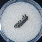 Permian Cave Fossil (Life Before Dinosaur) in Display Box
