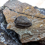 Dinosaur Food - Cycad Fossil