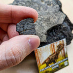 Pachycephalosaurus Dome Fragment