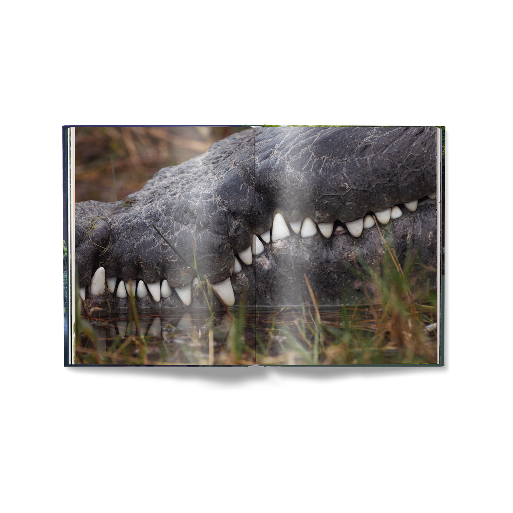American Amazon