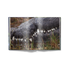 American Amazon