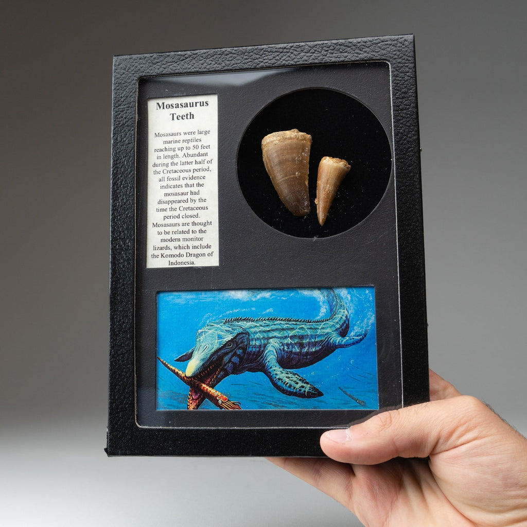 Genuine Mosasaur Teeth  in a Glass Display Box