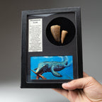Genuine Mosasaur Teeth  in a Glass Display Box