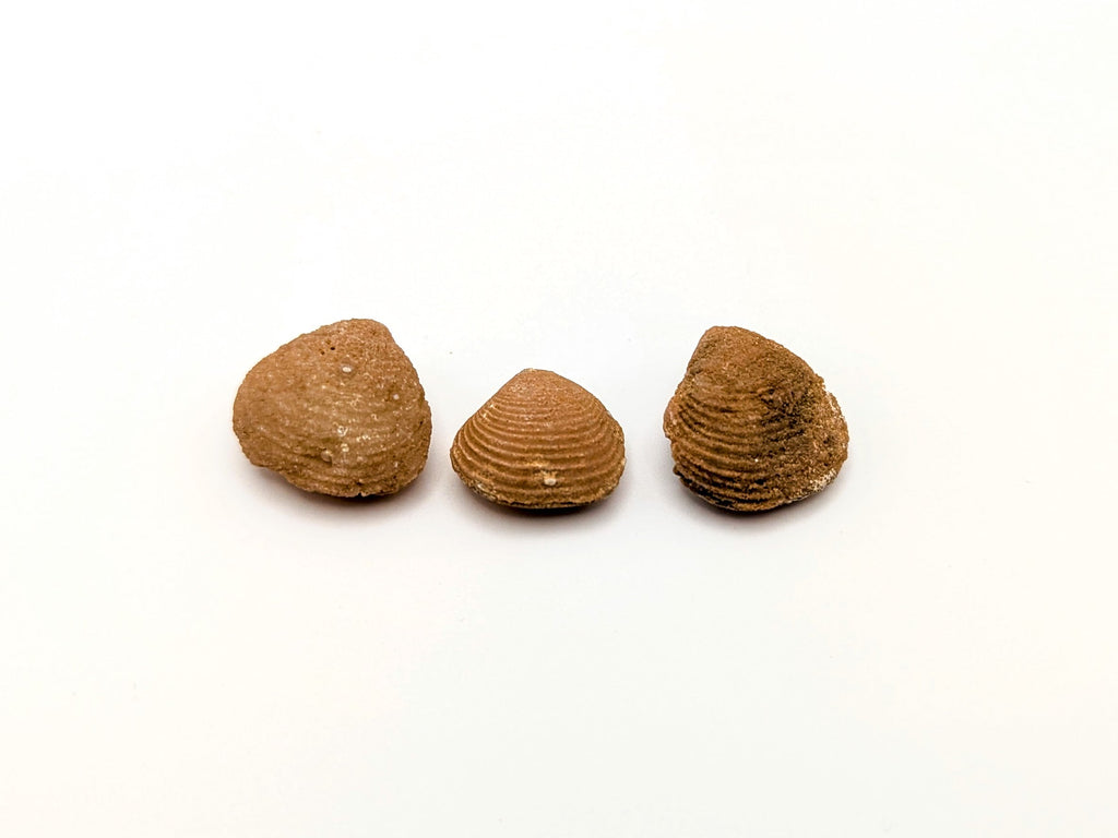 Agate-Replaced Fossil Clam