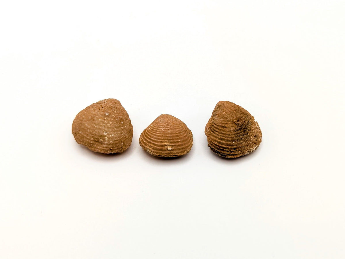 Agate-Replaced Fossil Clam