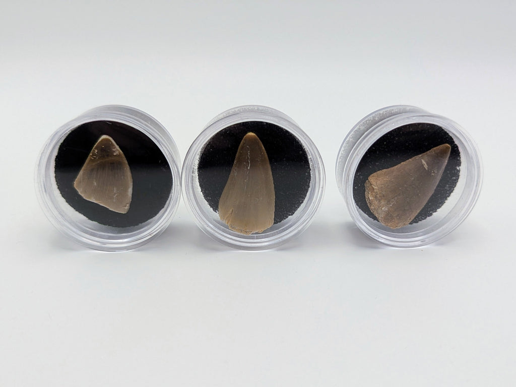 Fossil Mosasaur Tooth