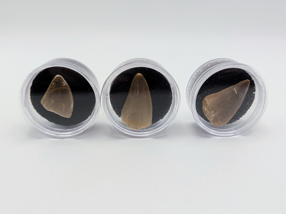 Fossil Mosasaur Tooth