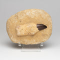 Genuine Mosasaur Dinosaur Tooth and Root on Matrix