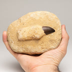Genuine Mosasaur Dinosaur Tooth and Root on Matrix