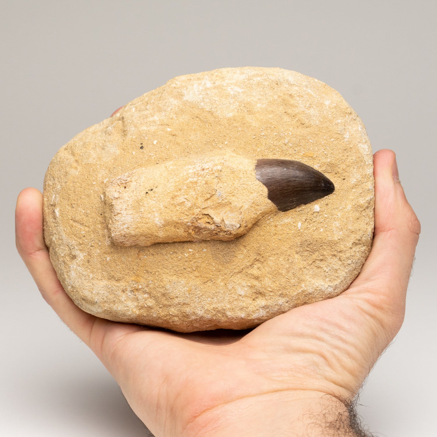Genuine Mosasaur Dinosaur Tooth and Root on Matrix