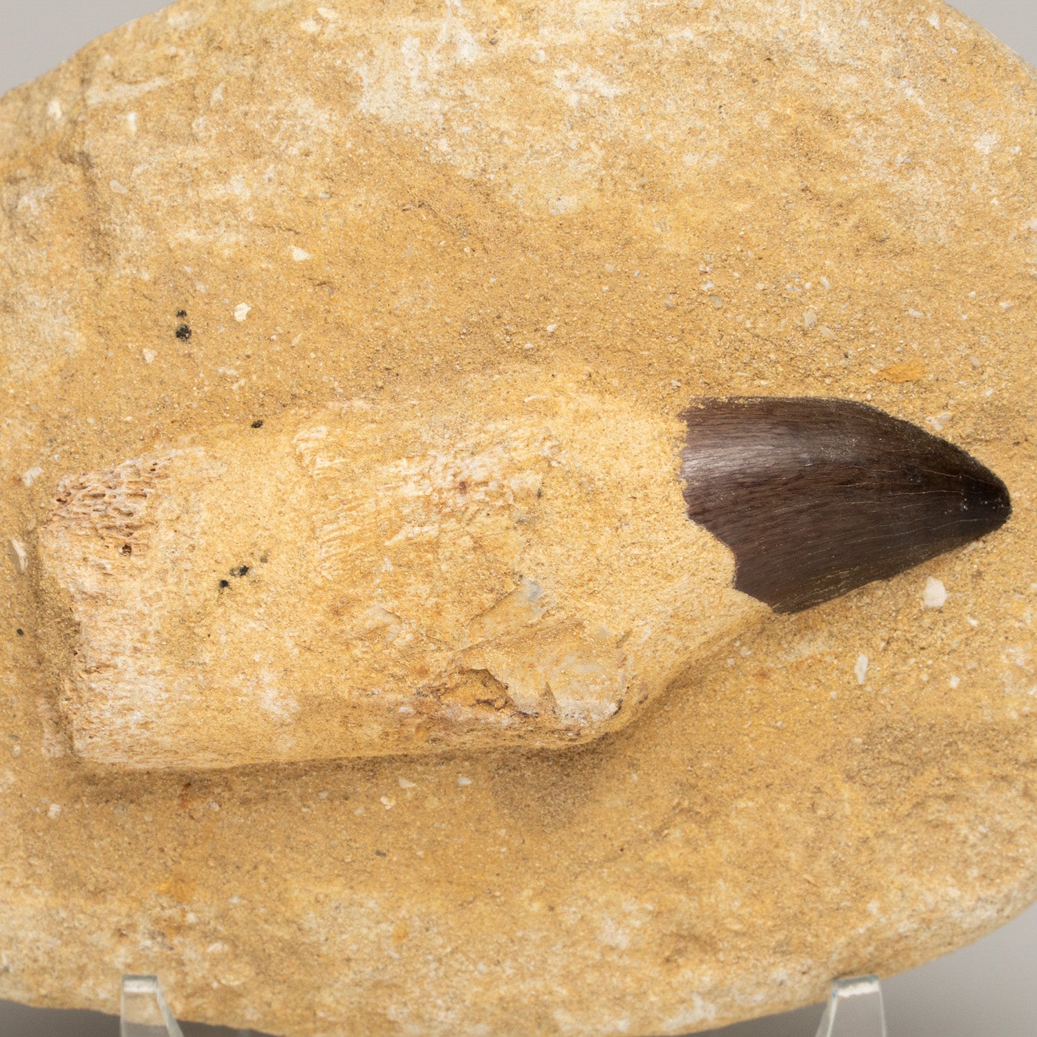 Genuine Mosasaur Dinosaur Tooth and Root on Matrix
