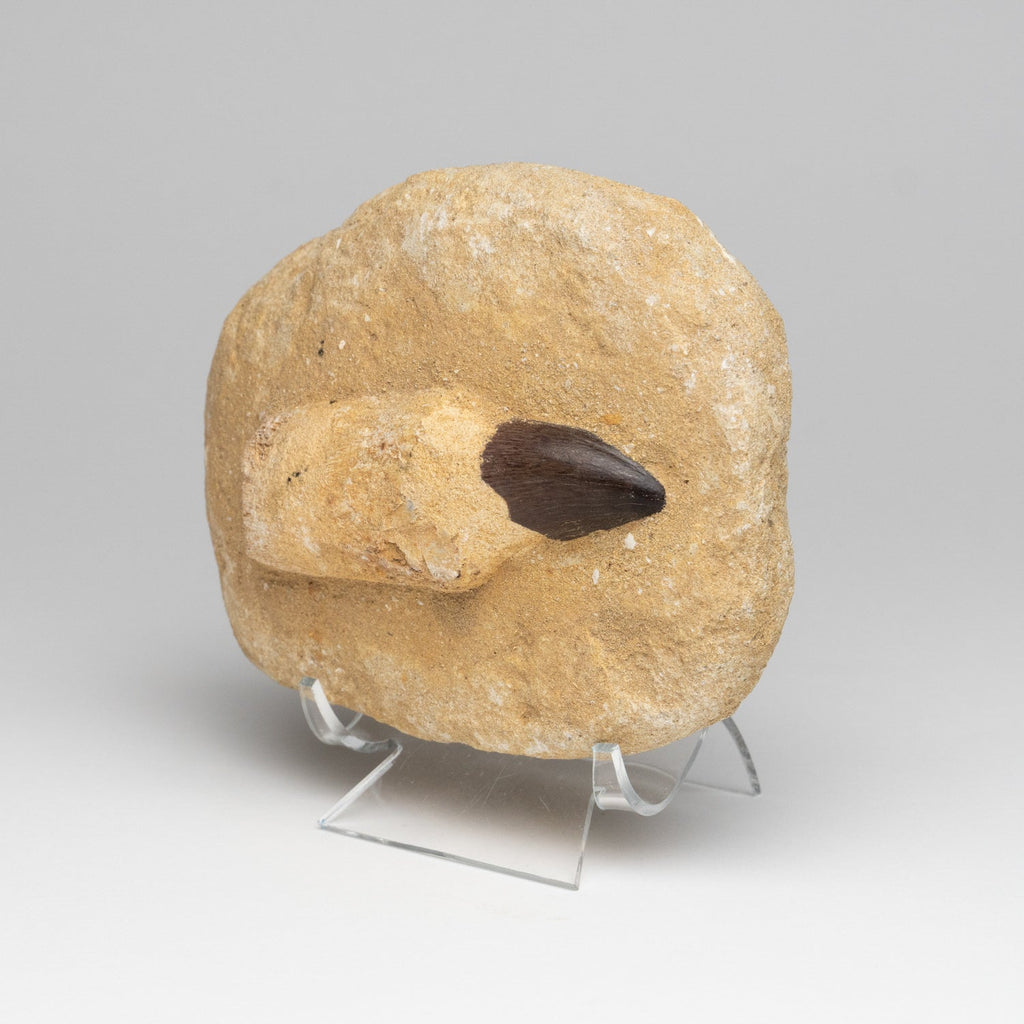 Genuine Mosasaur Dinosaur Tooth and Root on Matrix