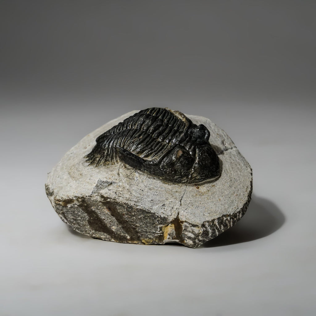 Genuine Asaphus intermedius Trilobite in Matrix from Morocco (273 grams)
