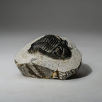 Genuine Asaphus intermedius Trilobite in Matrix from Morocco (273 grams)