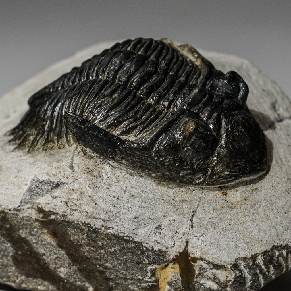Genuine Asaphus intermedius Trilobite in Matrix from Morocco (273 grams)