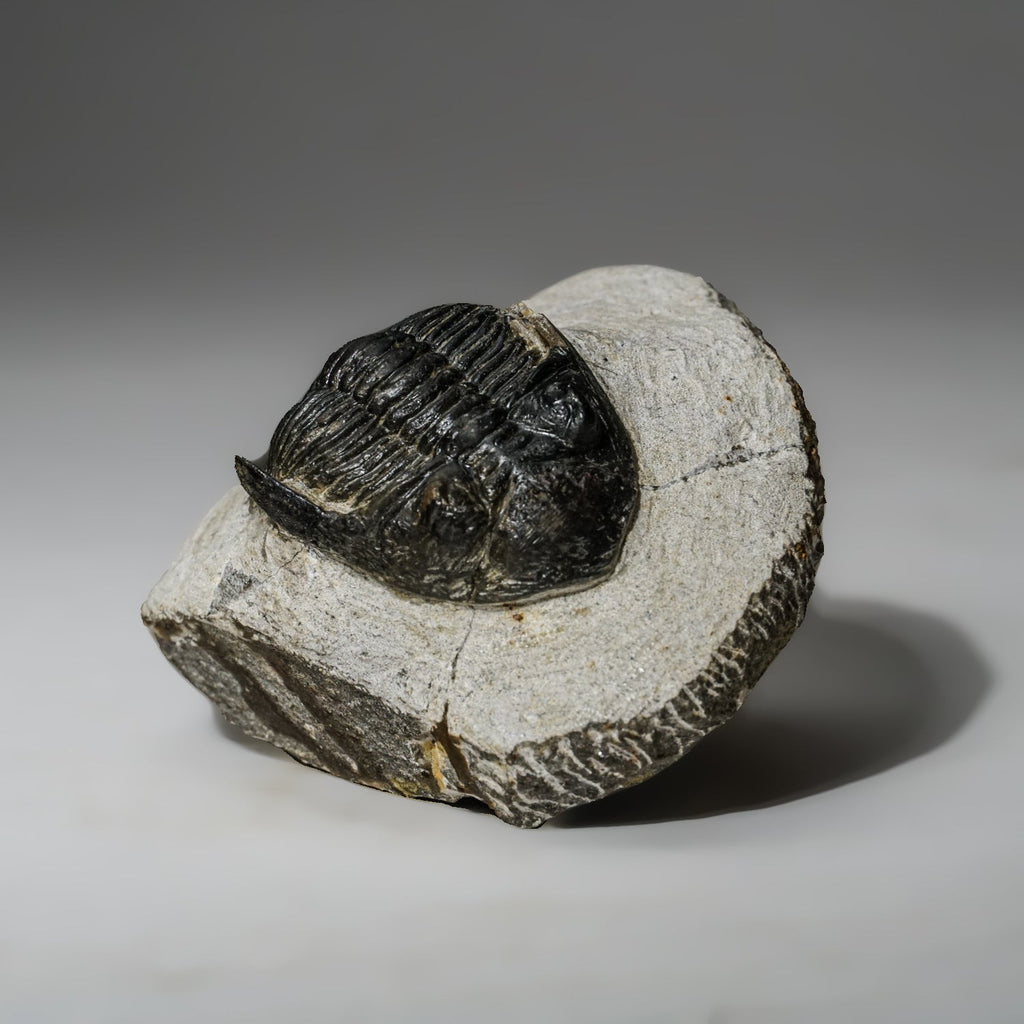 Genuine Asaphus intermedius Trilobite in Matrix from Morocco (273 grams)
