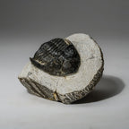 Genuine Asaphus intermedius Trilobite in Matrix from Morocco (273 grams)