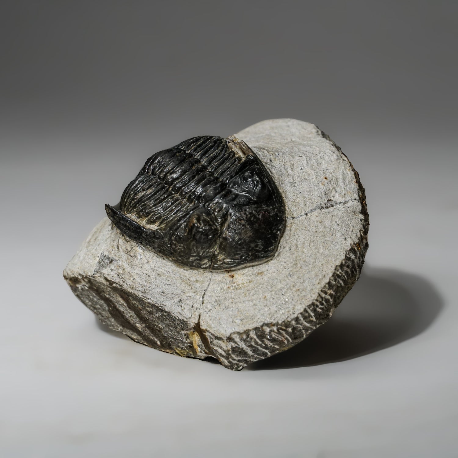 Genuine Asaphus intermedius Trilobite in Matrix from Morocco (273 grams)