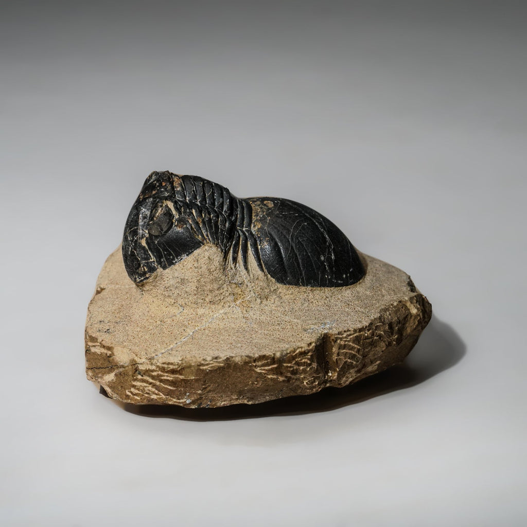 Genuine Asaphus intermedius Trilobite in Matrix from Morocco (315 grams)