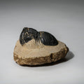 Genuine Asaphus intermedius Trilobite in Matrix from Morocco (315 grams)