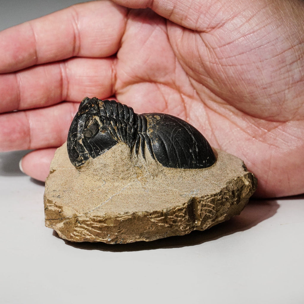 Genuine Asaphus intermedius Trilobite in Matrix from Morocco (315 grams)
