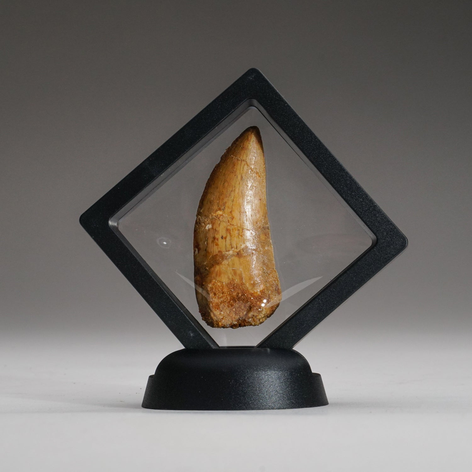 Genuine Carcharodontosaurus Tooth in Display Box (15.7 grams)