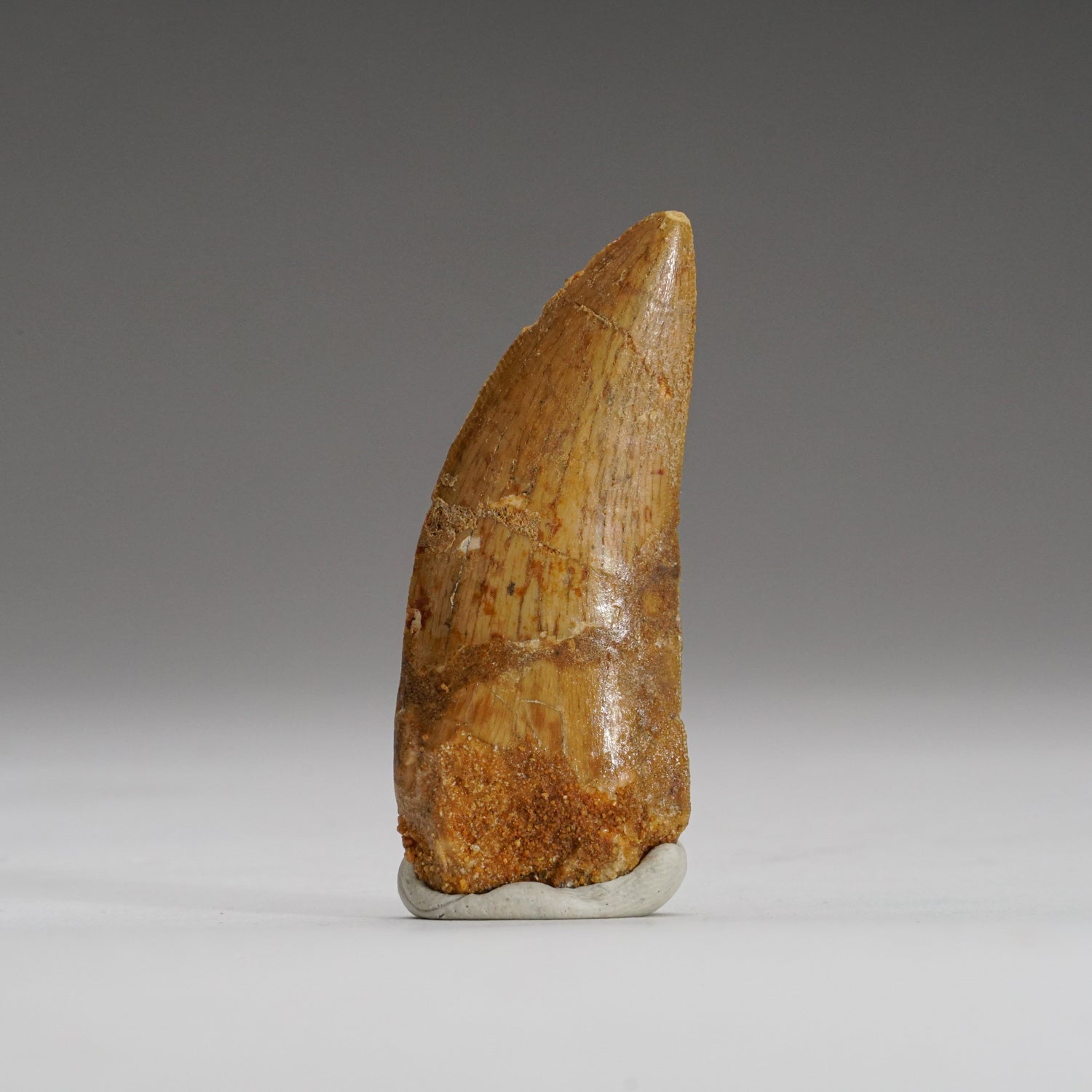 Genuine Carcharodontosaurus Tooth in Display Box (15.7 grams)