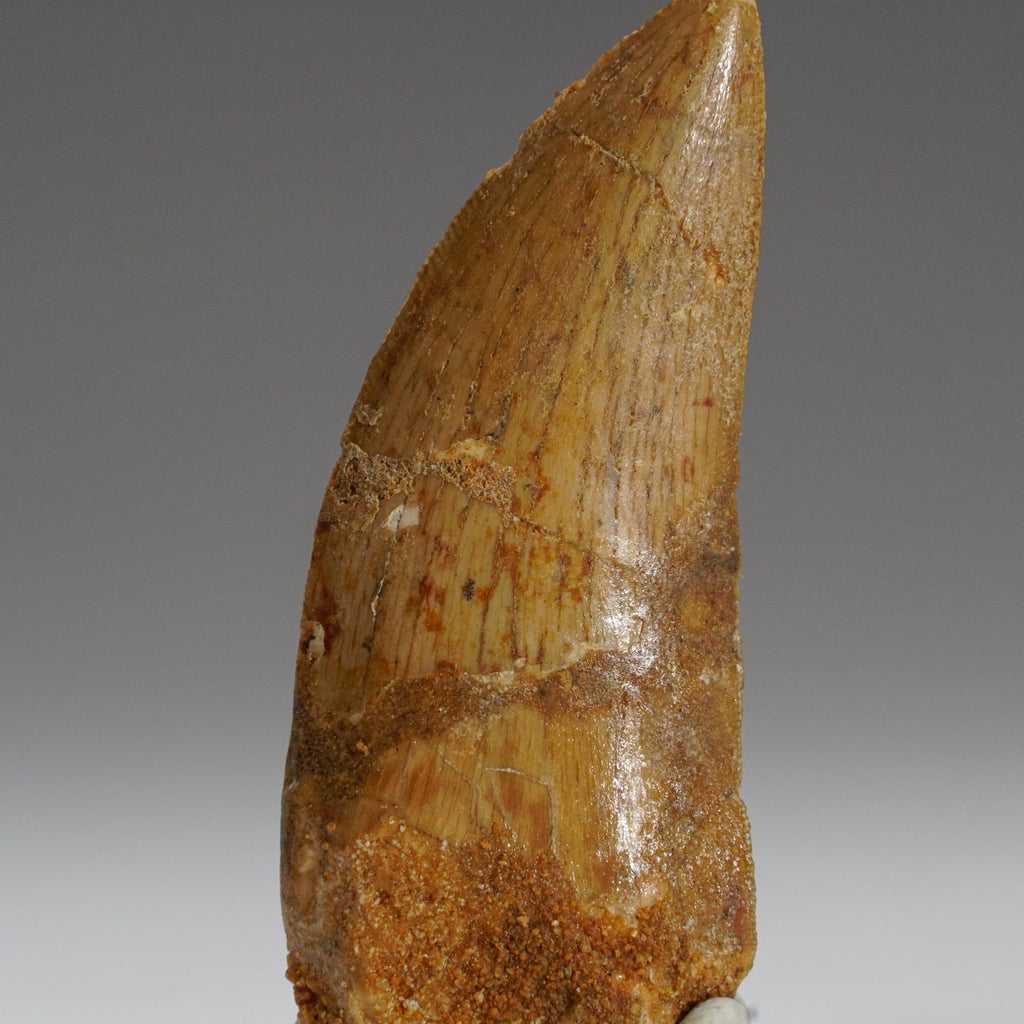 Genuine Carcharodontosaurus Tooth in Display Box (15.7 grams)