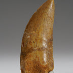 Genuine Carcharodontosaurus Tooth in Display Box (15.7 grams)