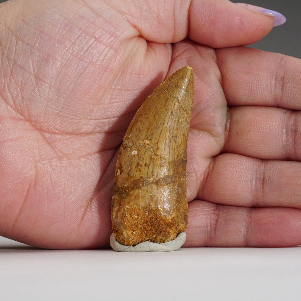 Genuine Carcharodontosaurus Tooth in Display Box (15.7 grams)