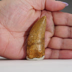 Genuine Carcharodontosaurus Tooth in Display Box (15.7 grams)