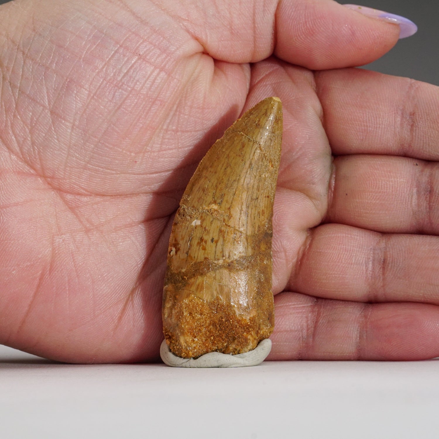 Genuine Carcharodontosaurus Tooth in Display Box (15.7 grams)