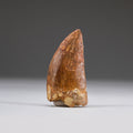 Genuine Carcharodontosaurus Tooth in Display Box (11 grams)