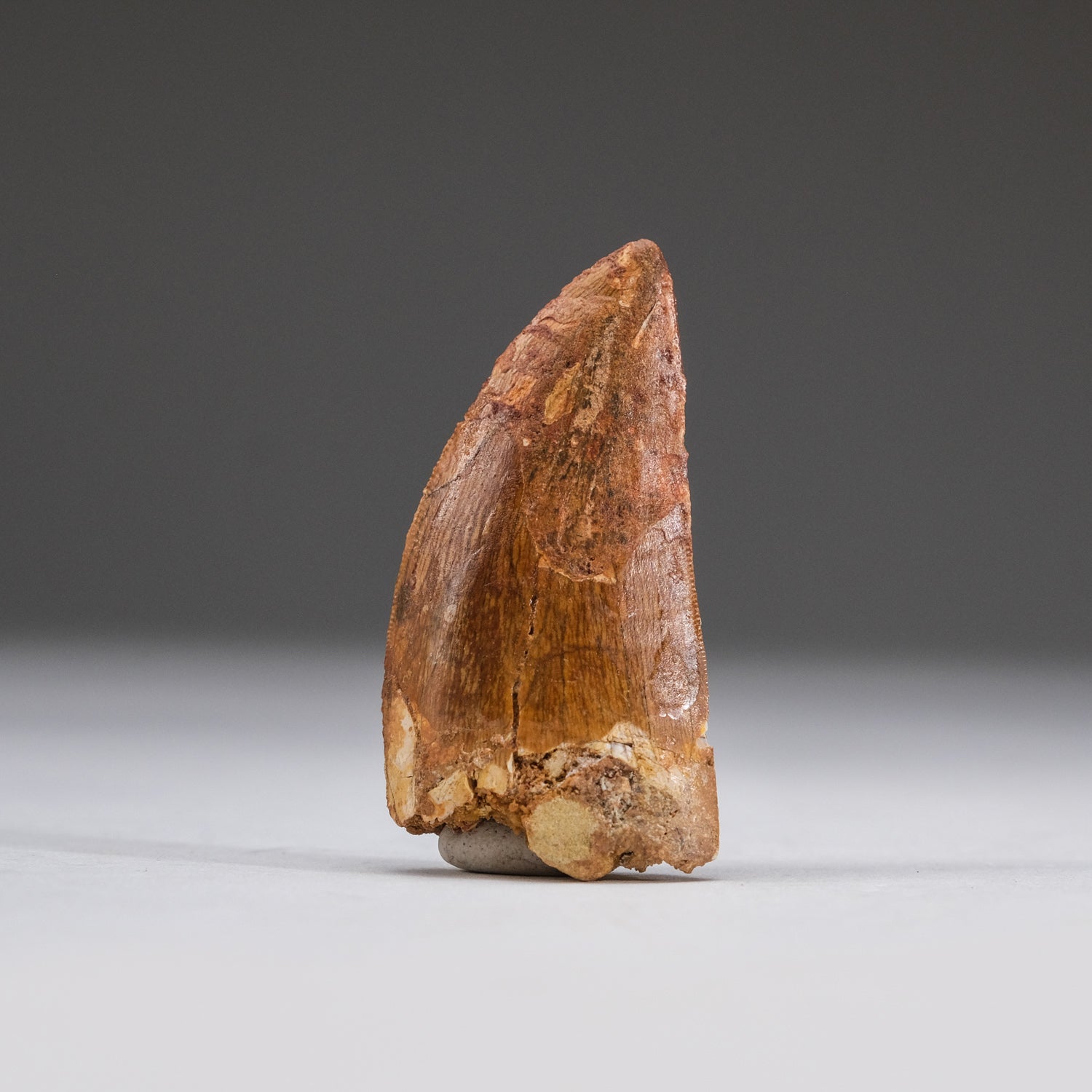 Genuine Carcharodontosaurus Tooth in Display Box (11 grams)