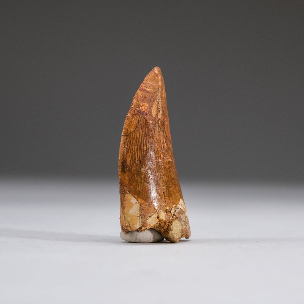 Genuine Carcharodontosaurus Tooth in Display Box (11 grams)